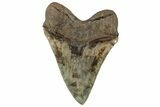 Serrated, Fossil Megalodon Tooth - South Carolina #325748-1